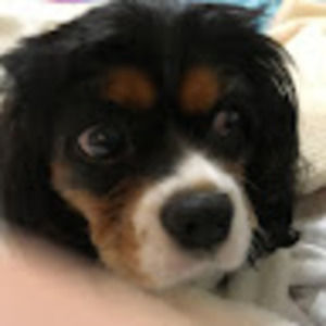 Meet your Posher, Gracie
